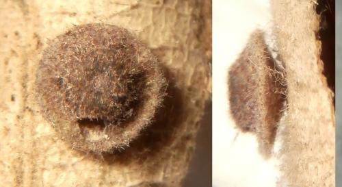 Réf. 201 477 : Neuroterus quercusbaccarum